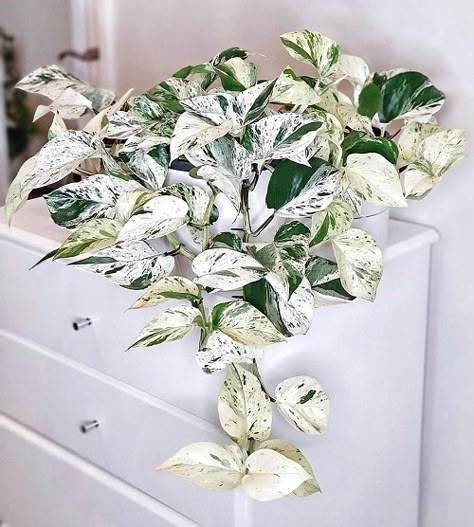 Snow Queen Plant, Wall Hanging Plants Indoor, Hanging Plant Indoor, Snow Queen Pothos, Pothos Varieties, Plant Wall Hanging, Marble Queen Pothos, Wall Hanging Plant, Aesthetic Plant