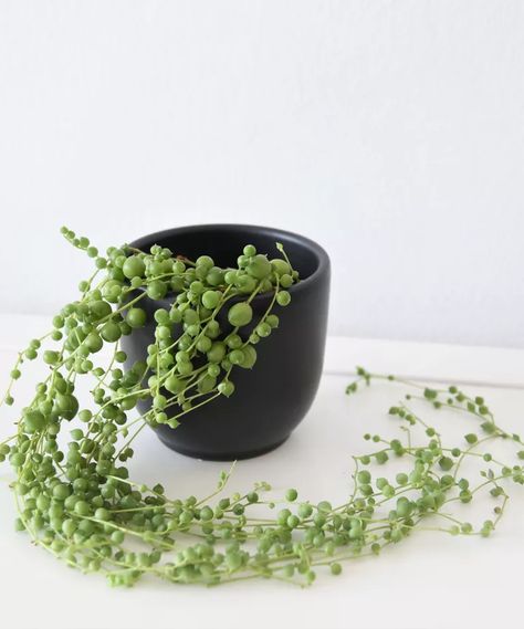 How to propagate string of pearls: 3 simple methods | How To Propagate String Of Pearls, Succulent Potting Mix, String Of Pearls Plant, Succulent Soil, Trailing Plants, Root Growth, String Of Pearls, Plant Cuttings, Small Containers