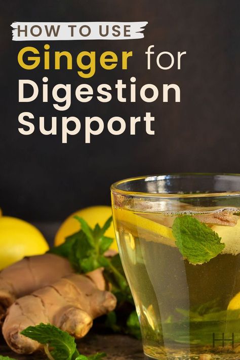 How to Use Ginger for Digestion Support - Hollywood Homestead. #herbalforhealth #naturalhealth #healthtips #selfcareideas #wellnesstips Ginger For Digestion, Ginger Facts, Digestive System Disorders, Ginger Root Tea, How To Eat Ginger, Raw Ginger, Ginger Rhizome, Ginger Slice, Ginger Benefits