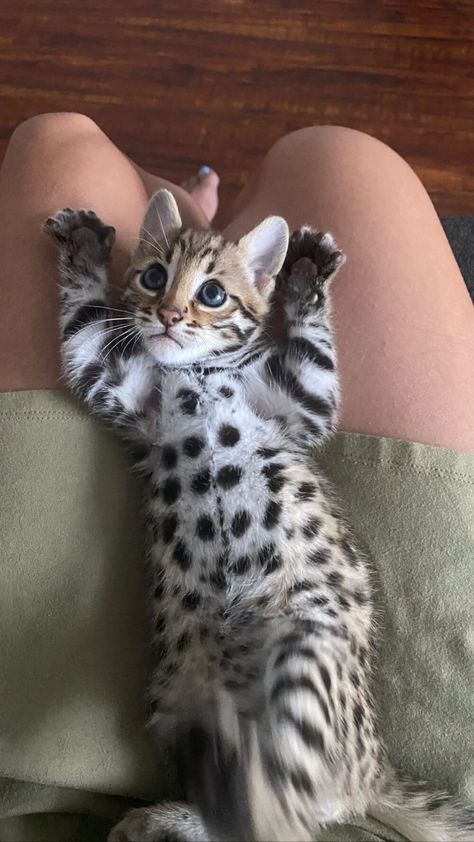 Silver Bengal Cat, F1 Savannah Cat, Savannah Cat For Sale, Bengal Cat For Sale, Bengal Cat Breeders, Silver Bengal, Bengal Kittens For Sale, Savannah Kitten, Savannah Cats