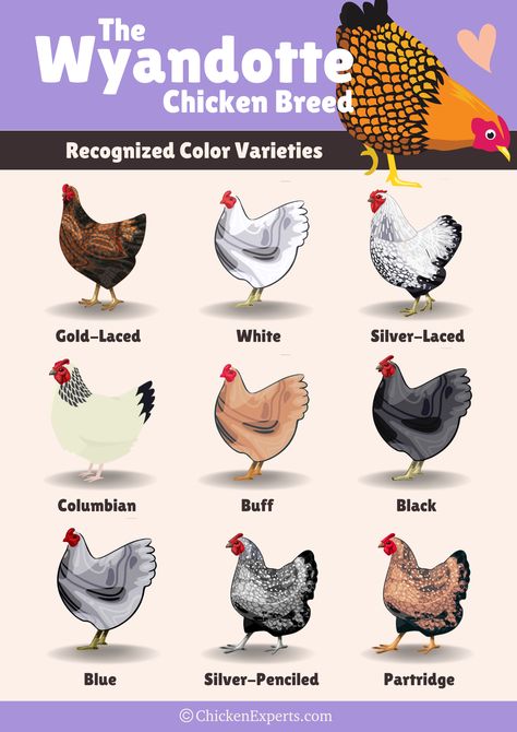 Wyandotte Chickens - 23 Things you NEED to know!😍 - chickenexperts Blue Wyandotte Chicken, Wyandottes Chickens, Wyandotte Chicken Colors, Different Types Of Chickens, Gold Laced Wyandotte, Chicken Colors, Chicken Species, Wyandotte Hen, Wyandotte Chickens