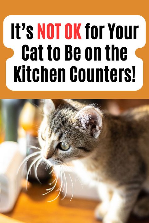 6 Reasons Why Cats Jump on Counters and What You Can Do To Stop It! (and why you should...)

Cat Training | Cat Off Counters Keeping Cats Off Counters, Training A Kitten, Cat Behavior Problems, Family Nutrition, Cat Whiskers, Bad Cats, Diy Hair Care, Kitchen Counters, Behavior Problems