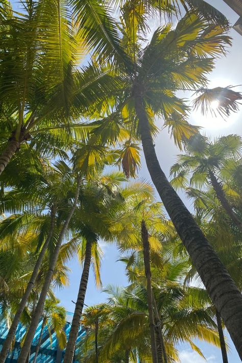 Green Wallpaper Backgrounds Aesthetic, Green Wallpaper Backgrounds, Miami Palm Trees, Sunny Day Images, Rainforest Pictures, Weather Wallpaper, Aesthetic Coconut, Wallpaper Backgrounds Aesthetic, Island Aesthetic