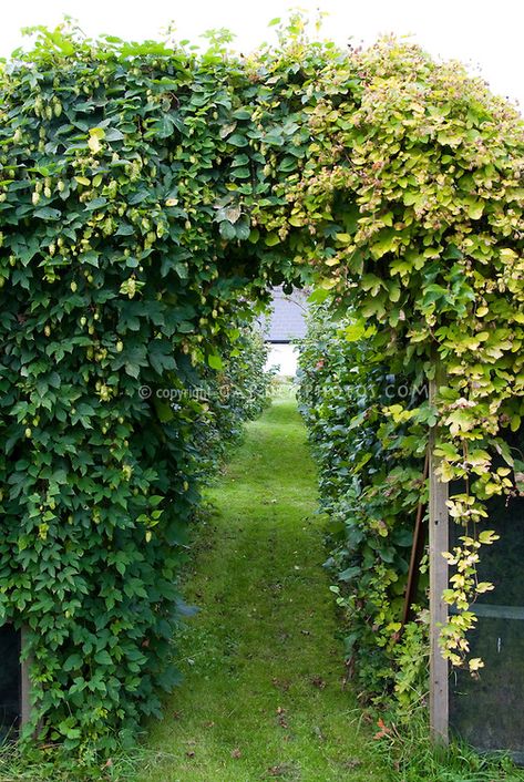 Hops Vine for Beer Making, Humulus opulus, two kinds, Left: Cascade, and Right: Golden hops Humulus lupus 'Aureus' Hops Growing, Hop Trellis, Hops Trellis, Farm Brewery, Growing Hops, Cabin Landscaping, Brewery Ideas, Hops Vine, Hops Plant