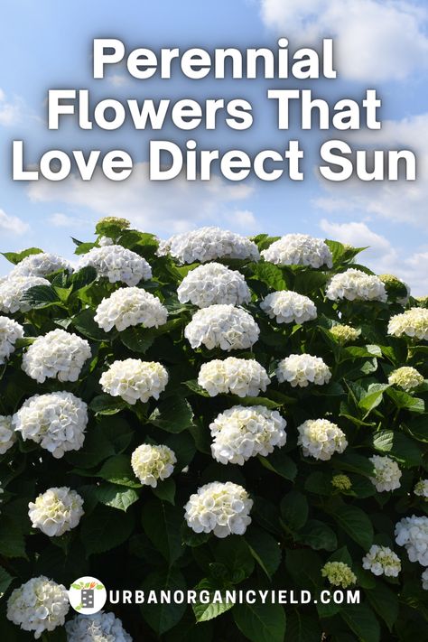 Full Sun Perennial Flowers, Full Sun Landscaping, Perennials Low Maintenance, Perennials Flowers, Full Sun Garden, Full Sun Flowers, Perennial Garden Plans, Full Sun Shrubs, Front Yard Plants