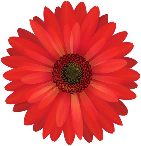 Gerbera Daisy Care, Red Gerbera Daisy, Floral Design Graphic, Daisy Plant, Spring Floral Design, Daisy Drawing, Floral Watercolor Background, Red Gerbera, Floral Graphic Design