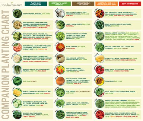 companion plants and reviving dead soil (permaculture forum at permies) Onion Companion Planting, Herb Companion Planting, Strawberry Companion Plants, Tomato Companion Plants, Planting Chart, Companion Planting Guide, Companion Planting Chart, Companion Planting Vegetables, Companion Gardening