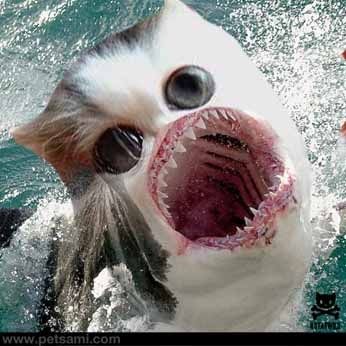 gollum shark cat 5 Sharks Scary, Shark Cat, Cat Shark, Carnival Of The Animals, Kitten Wallpaper, Kittens Funny, Weird Animals, Cats Meow, Catfish