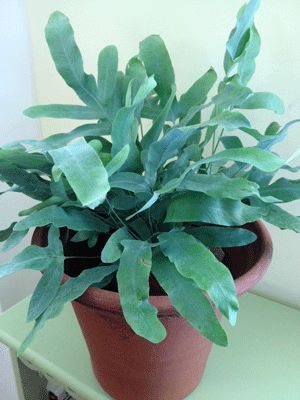 Blue star fern is an easy houseplant that will grow with little light. It has strappy green-blue leaves and it enjoys frequent watering. Blue Star Fern, Phlebodium Aureum, Cottage Style Bathrooms, Blue Fern, Bathroom Plants, Diy Greenhouse, Blue Leaves, Plant Mom, Plant Lady