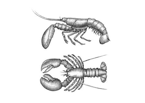 Lobster Tattoo, Enough Tattoo, Steven Noble, Cute Matching Tattoos, Lobster Art, Jp Morgan, Stock Art, Matching Tattoos, Tattoo Fonts