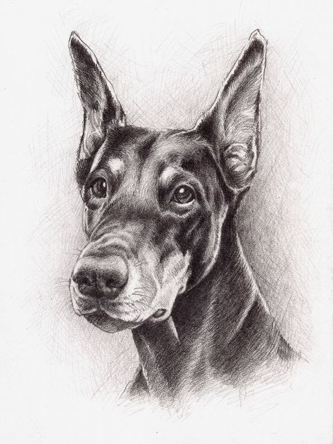 Doberman pencil art Drawings Of Dobermans, Doberman Art Drawing, Doberman Drawing Sketch, Doberman Pinscher Drawing, Doberman Sketch, Doberman Drawing, Eminem Drawing, Doberman Art, Dog Pencil Drawing