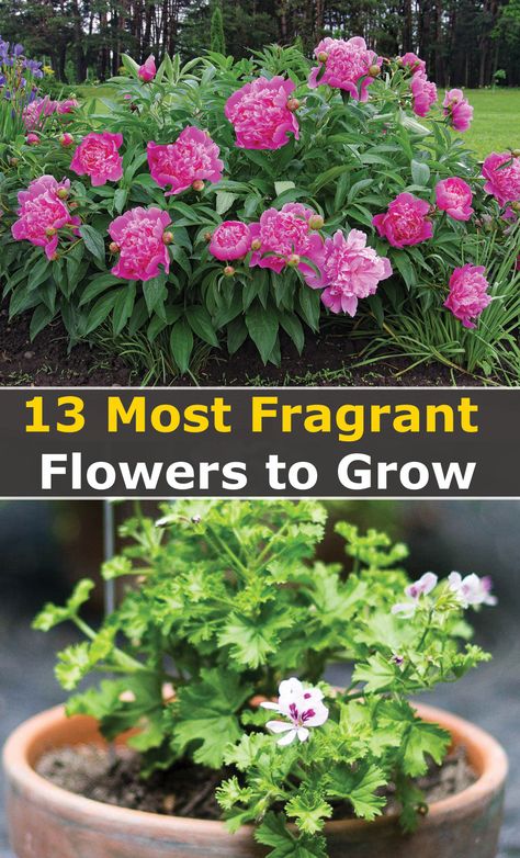 Zone 10 Flowers, Zone 9 Flowers, 8b Gardening Zone Plants, When To Start Flower Seeds Indoors In Zone 7, Hardiness Zone 7b Plants, Zone 5 Plants, Best Smelling Flowers, Plants For Zones 7-8, Zone 8a Planting Schedule