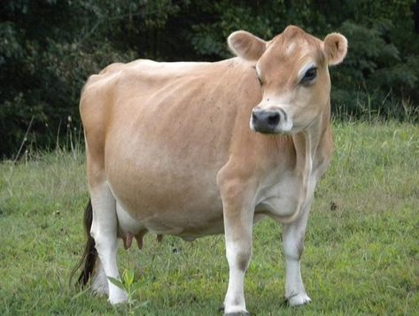 Mini Jersey Cow, Jersey Cow Milk, Jersey Cattle, Miniature Cattle, Milk Cows, Miniature Cows, Raising Farm Animals, Mini Cows, Jersey Cow