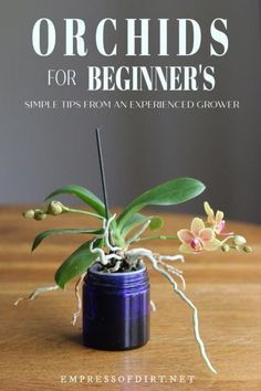 Orchids for beginners: an experienced grower tells how she cares for her orchids and what you need to know to get started at home. #orchids #houseplants #empressofdirt Grow Orchids, Low Maintenance Indoor Plants, Repotting Orchids, Indoor Orchids, Orchid Plant Care, Orchid Roots, Orchid Plant, Growing Orchids, Orchids Garden