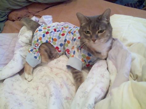 Yet another cta in fleece PJs. Friday Cat, Cat Dressed Up, Animal Pajamas, Bee's Knees, Cat Pajamas, Pajamas Comfy, Cat S, Baby Pajamas, Cute Pajamas