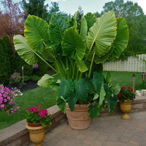 Elephant Ears Bulbs Beautiful Now Mixed Garden Crop for Planting Now UK Strong Plants That Grow Well Mix Golden Jade Carving Feels Autumn Planting, Elephant Ear Bulbs, Growing In Pots, Flower Displays, Spring Flowering Bulbs, Elephant Ears, Late Winter, Flower Display, Amazon Store