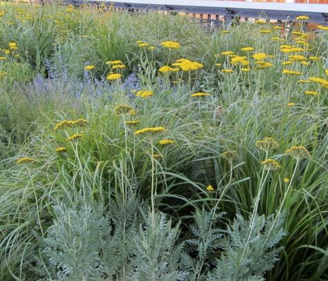 Achillea Filipendulina, Planting Combinations, Garden Inspo, Garden Planning, Garden Inspiration, Trees To Plant, Planting, Perennials, Trees