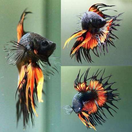 I would love this Betta fish. I’d call him ember Betta Fish Types, Different Pictures, Pretty Fish, Betta Tank, Beta Fish, Betta Fish Tank, Freshwater Aquarium Fish, Carpe Koi, Cool Fish