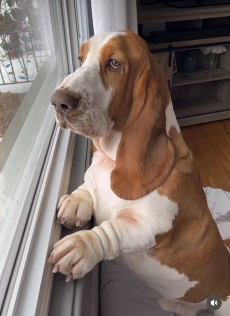 Bassett Hound Puppies, Basset Hound Aesthetic, Basset Hound Mix Breeds, Funny Basset Hound, White Bassett Hound, Basset Dog, Basset Puppies, Basset Hound Puppy, Hound Dogs