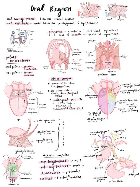 Mouth Anatomy Medical, Dentist Study Notes, Orthodontic Assistant Aesthetic, Dental Assistant X Ray Study, Dental Notes Aesthetic, Dental Hygiene Study Notes, Dentistry Student Notes, Dentistry Notes Aesthetic, Dental Hygiene School Notes