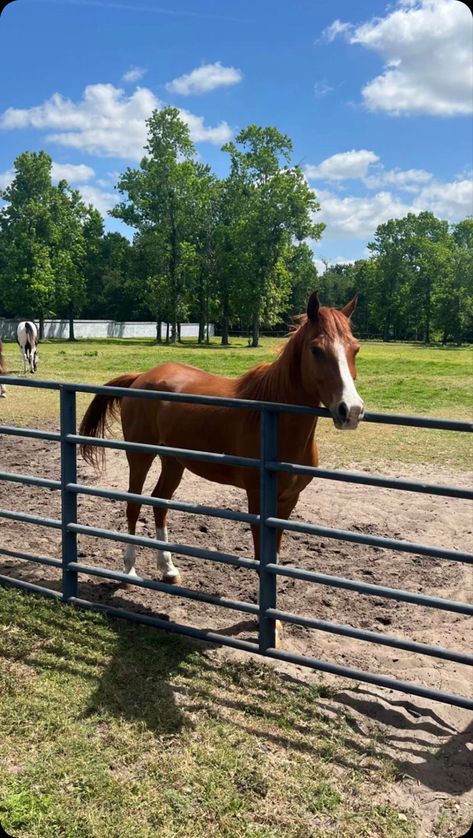 #barn #stable #horse Horses Snapchat, Horse Snapchat Story, Horse Snapchat, David Dobrik, Snapchat Story, Snapchat Stories, Stables, Snapchat, Horses