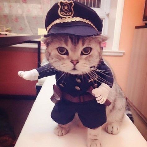 Funny Police Pictures, Cat Police, Funny Cat Names, Travel Mood, Police Costume, Waste Time, Funny Cat Memes, Dog Halloween, Funny Cat Videos