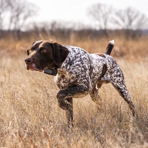 Cute Hunting Dogs, German Pointer, Gsp Dogs, Gsp Puppies, Hunting Pictures, German Shorthaired Pointer Dog, Bird Dog, Dog Enrichment, German Shorthair