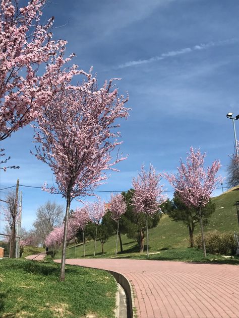 #spring #springtime #pink #flowers #aesthetic #aestheticwallpaper #inspiration #inspo #almondtree #tree #trees #pinterest #pic Early Spring Aesthetic, Pink Flowers Aesthetic, March Aesthetic, Flowers Aesthetic, Spring Aesthetic, Spring Is Here, Turn Off, Spring Day, Early Spring