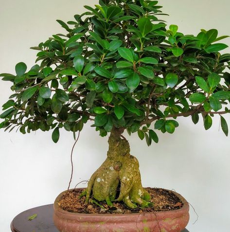 Ginseng Bonsai, Ficus Ginseng Bonsai, Ficus Ginseng, Flowering Bonsai Tree, Bonsai Ficus, Ficus Microcarpa, Ficus Pumila, Beautiful Bonsai, Bonsai Tree Care