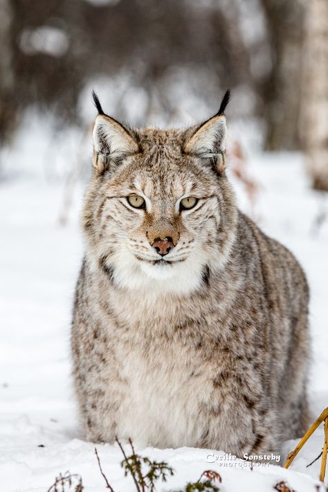 Lynx Lynx, Canada Lynx, Siberian Forest, Eurasian Lynx, Lion Design, Pretty Animals, Whitetail Deer, Large Cats, World Best Photos