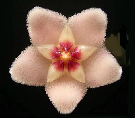 'A-star-within-a-star' - Close-up of Wax-flower: Hoya carnosa [Family: Apocyanaceae]. Environment Science, Common House Plants, Earth Environment, Wax Plant, Hoya Carnosa, Flower Close Up, Alpine Plants, Book Tattoo, Lilac Flowers