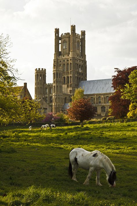 Ely England, Cambridgeshire England, Horses Grazing, Ely Cathedral, Wanderlust Decor, Rule Britannia, Uk Trip, Castles In England, Cathedral Church