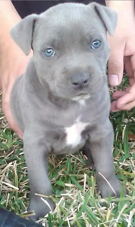 Grey Pitbull Puppies, Pitbull Pups, Baby Pitbulls, Staff Bull Terrier, Beautiful Pitbulls, Grey Pitbull, Pitbull Terriers, Pit Bull Puppies Blue, Blue Nose Pitbull Puppies