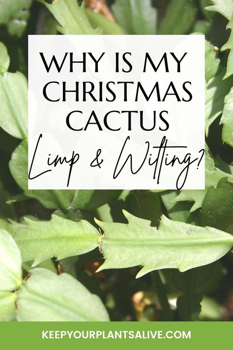 Do you have a limp Christmas cactus? Here are the top causes, how to fix them, and how to prevent your Christmas cactus from getting wilted and limp! Xmas Cactus Care, How To Care For A Christmas Cactus, Why Is My Christmas Cactus Wilting, How To Take Care Of Christmas Cactus, Repotting Christmas Cactus, Repotting Christmas Cactus Plants, How To Care For Christmas Cactus Plants, Catus Landscaping Garden, Christmas Cactus Care Tips