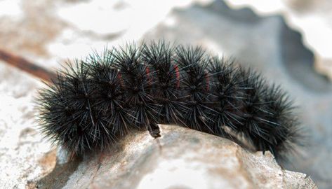 Giant Leopard Moth Caterpillar (Hypercompe scribonia) Wooly Caterpillar, Giant Leopard Moth, Black Caterpillar, Fuzzy Caterpillar, Leopard Moth, Bugs Life, Moth Caterpillar, A Bug's Life, Plant Protection