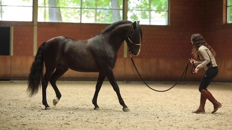 Liberty Horse Photography, Horse Training Aesthetic, Liberty Work With Horses, Liberty Horse Training, Ground Work For Horses, Lunging Horse, Horse Liberty, Liberty Horse, Horses Beautiful