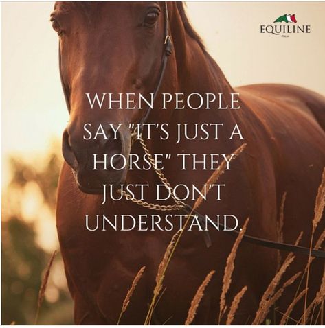 No, never “it’s just a horse”! Equestrian Quotes, A Horse, Equestrian, Horses, Quotes