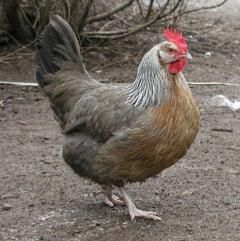 Silver dorking hen Breeds Of Chickens, Biggest Chicken, Chicken Pictures, Beautiful Chickens, Hen Chicken, Chicken Little, Keeping Chickens, Chickens And Roosters, Chicken Runs