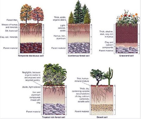 Tropical Soils: Less is More in Fast Carbon Pathways, but Only with Standing Forest - PermacultureNews.org Landform, Soil Layers, Have Inspiration, Top Soil, Organic Fertilizer, Garden Soil, The Soil, Green Roof, Organic Farming