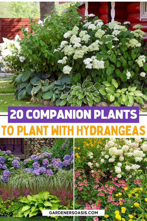 Create a beautiful garden with Hydrangeas with our list of the best sun-loving Hydrangea companion plants, including full sun plants and shrubs to grow with Hydrangeas. Hydrangea And Hosta Flower Bed, Gardens With Hydrangeas, Oakleaf Hydrangea Companion Plants, Bobo Hydrangea Companion Plants, Limelight Hydrangea Companion Plants, Garden With Hydrangeas, Hydrangea Companion Plants, Farmhouse Gardens, Hydrangea Shade