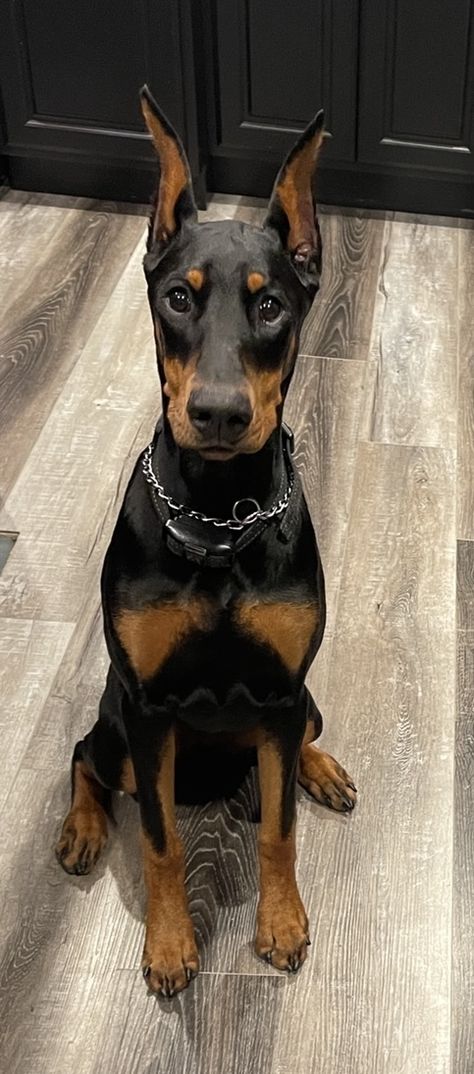 Perro Doberman Pinscher, American Doberman, Doberman Puppies, Black Doberman, Doberman Pinscher Puppy, Doberman Pinscher Dog, Future Vision, Doberman Puppy, Doberman Dogs