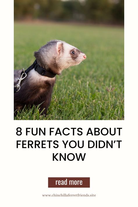 🌟🐾 Dive into the world of ferret fascination! Our guide reveals 8 fun facts that'll amaze and entertain you, deepening your love for these playful and charming pets. 🐭❤️ #FerretFacts #PetTrivia #PlayfulWonder Ferret Care Guide, Ferret Care, Black Footed Ferret, Ferrets Care, Kids Story, Grooming Routine, Fluffy Animals, Positive Reinforcement, Stories For Kids