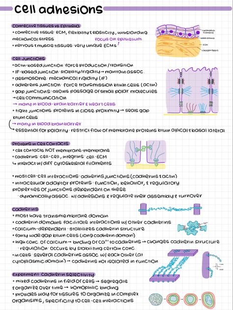 Biology Notes Ipad, Learn Biology, Note Taking Strategies, Handwriting Examples, Study Flashcards, Medical Student Study, Journal Inspiration Writing, Nurse Study Notes, Nursing Student Tips