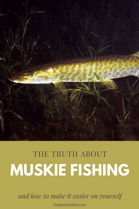 A guide to muskie fishing that makes it much easier to catch trophy muskies in every season by knowing both the basics and the pro tips and how to utilize what you have for the best results possibl Muskie Fishing, Musky Fishing, Sense Of Sight, Fishing For Beginners, Live Bait, Night Fishing, Fishing Guide, Strong Body, Going Fishing