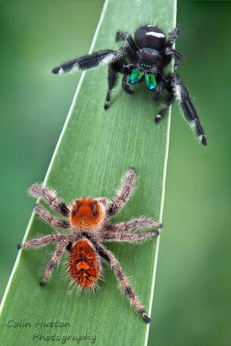 Female Regal Jumping Spider, Regal Jumping Spider, Cute Spiders, Arachnids Spiders, Spider Species, Get Rid Of Spiders, Jumping Spiders, Pet Spider, Cool Insects