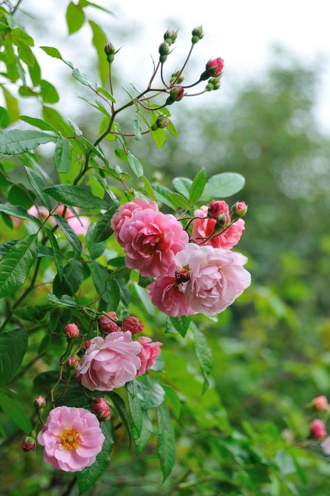 'Godewind’ | Hybrid Musk, Shrub Rose. Rev. Joseph Hardwick Pemberton , 1925 | Flickr - © myu myu Musk Rose, Heritage Rose, Fleur Orange, Shrub Roses, Growing Roses, Pink Garden, Favorite Flower, Rose Cottage, Richmond Virginia