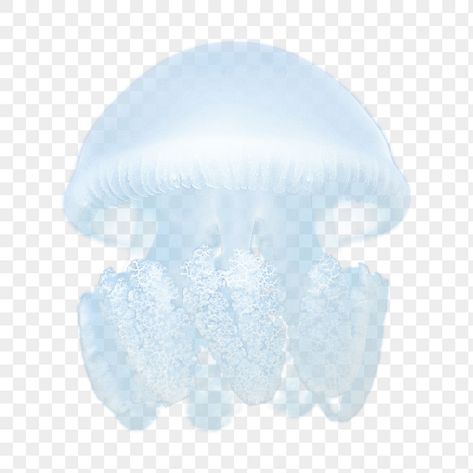 Jellyfish Transparent, Jellyfish Png, Jellyfish Sticker, Blue Jellyfish, Background Blue, Sea Animal, Sea Animals, Iphone Wallpapers, Jellyfish