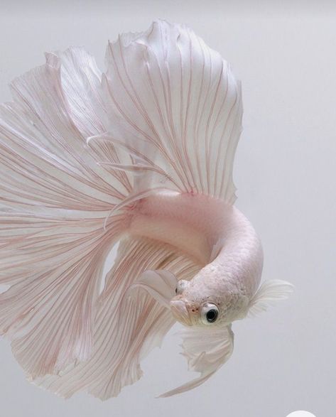 Purple Beta Fish, White Animal Aesthetic, Beta Fish Aesthetic, Betta Painting, Siamese Fighter Fish, Siamese Fish, Elegant Animals, Pretty Fish, Beautiful Sea Creatures