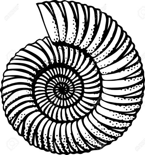 Seashells Spiral Shell Drawing, Seashell Drawing, Seashell Clipart, Furniture Design Sketches, Adobe Illustrator Graphic Design, Drawing Clipart, Line Art Tattoos, Floral Drawing, Black Art Painting