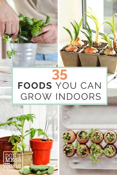 Food To Grow Indoors, Growing Scraps, Grow Food Indoors, Vegetables To Grow Indoors, Best Vegetables To Grow, Growing Vegetables Indoors, Growing Food Indoors, Best Vegetables, Indoor Vegetables